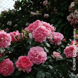 ©SUNFLOR - Primavera